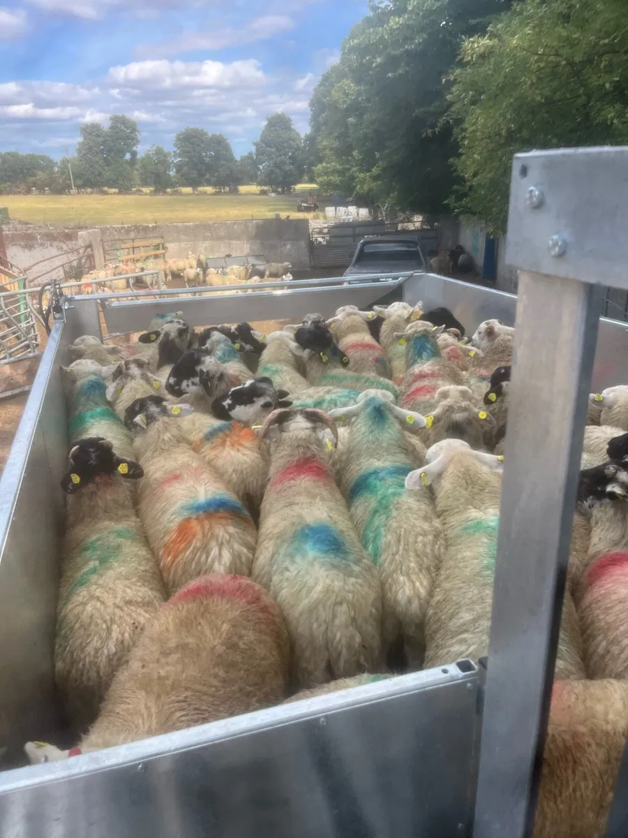 Mobile sheep dipping - Image 4