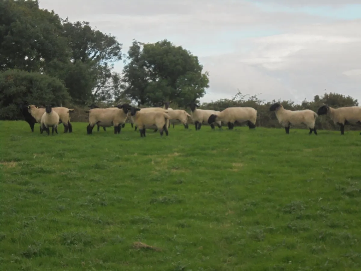 Breeding Hoggets and Sheep - Image 3