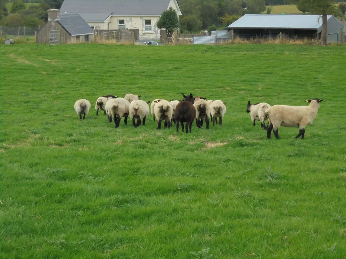 Breeding Hoggets and Sheep - Image 2