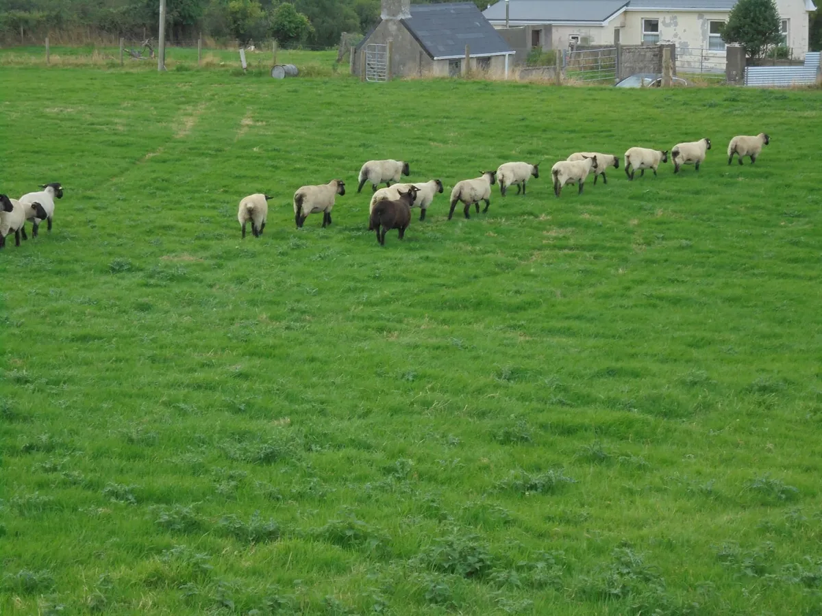 Breeding Hoggets and Sheep - Image 4