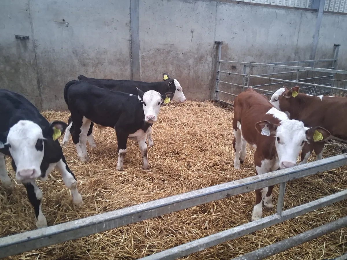 7 Hereford calves - Image 1