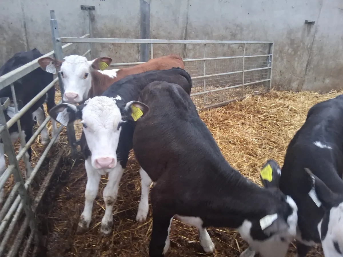 7 Hereford calves - Image 2