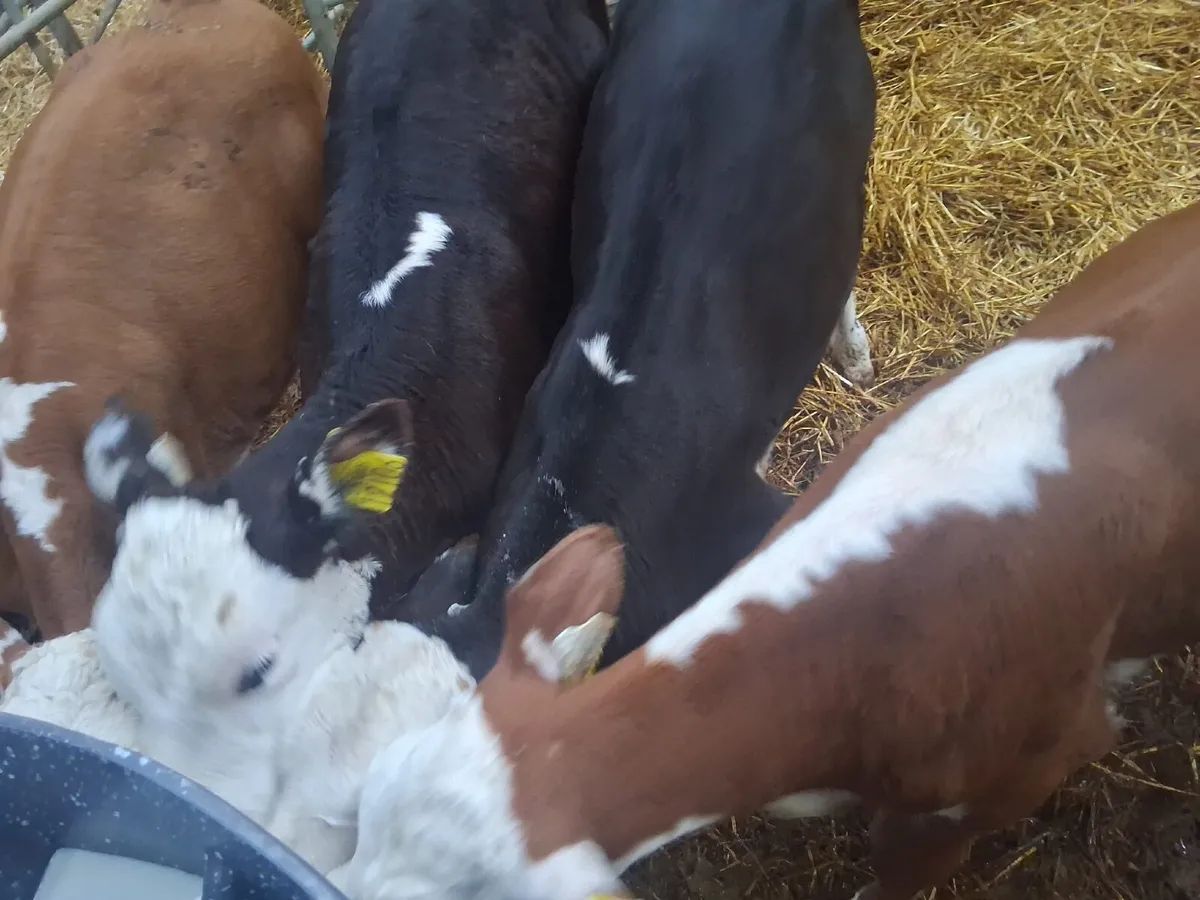 7 Hereford calves - Image 3