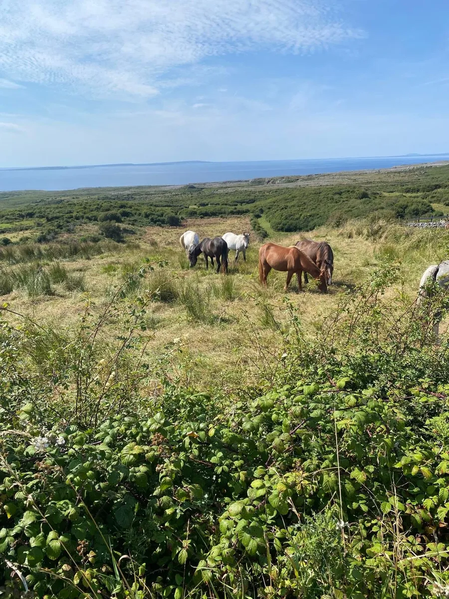 Selection of Connemara filly’s for sale - Image 4