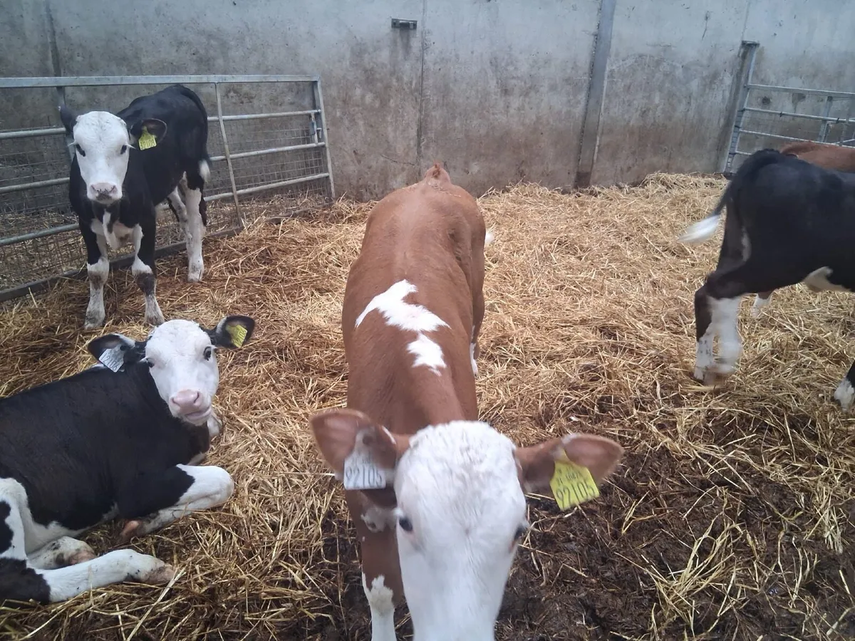 7 Hereford calves - Image 4