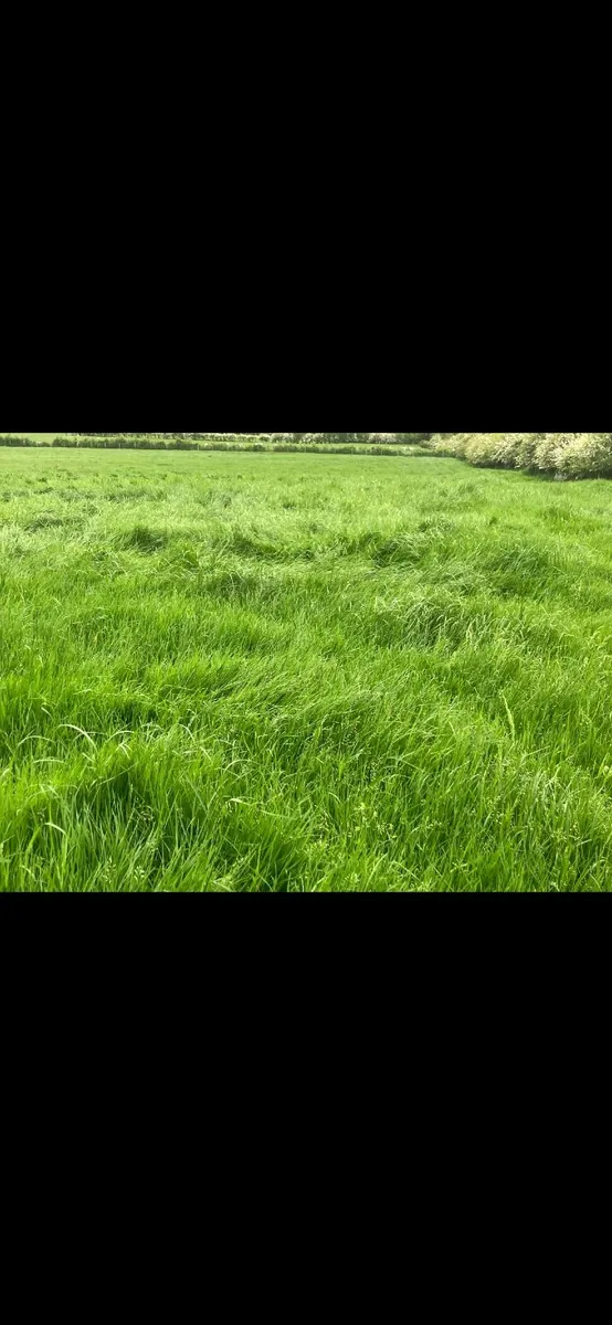 Pit of 1st Cut Silage - Image 1