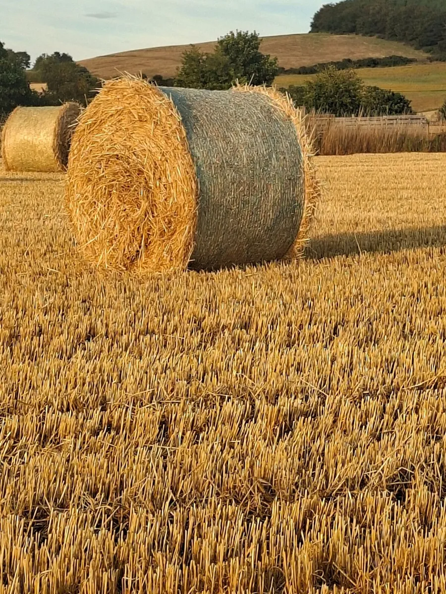 Barley straw - Image 1