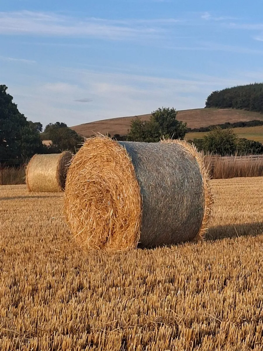Barley straw - Image 2