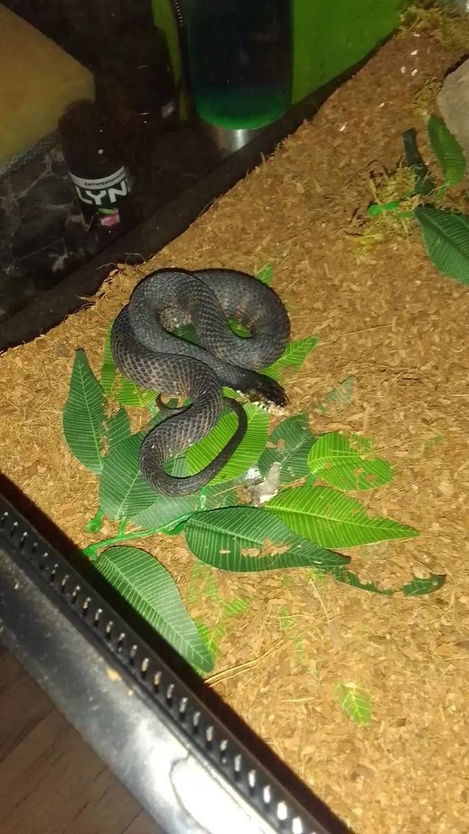 Black Bandit Snake