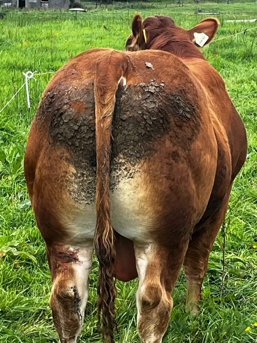 Pedigree limousin Bull - Image 2