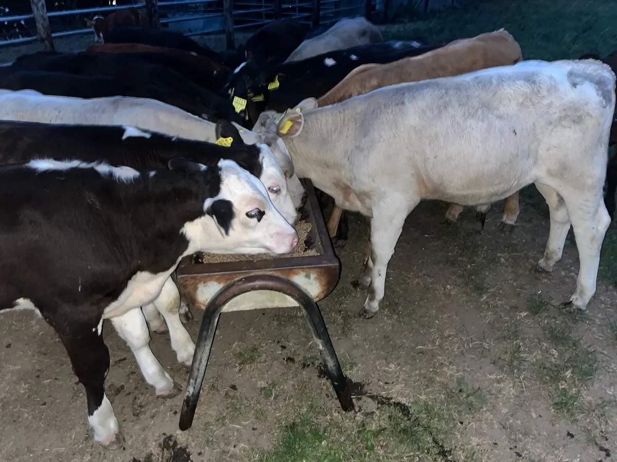 17 SUPER BUCKET FED WEANLINGS - Image 2