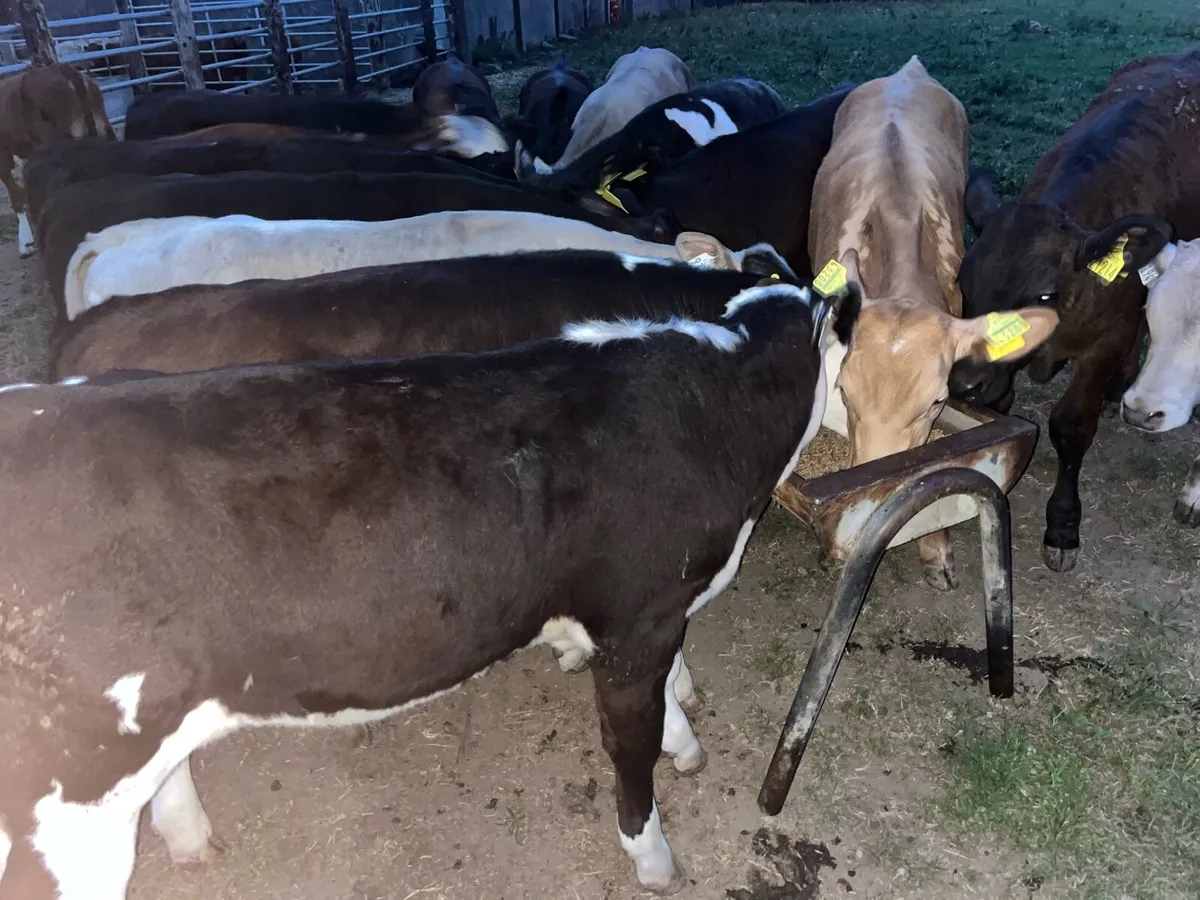 17 SUPER BUCKET FED WEANLINGS - Image 3