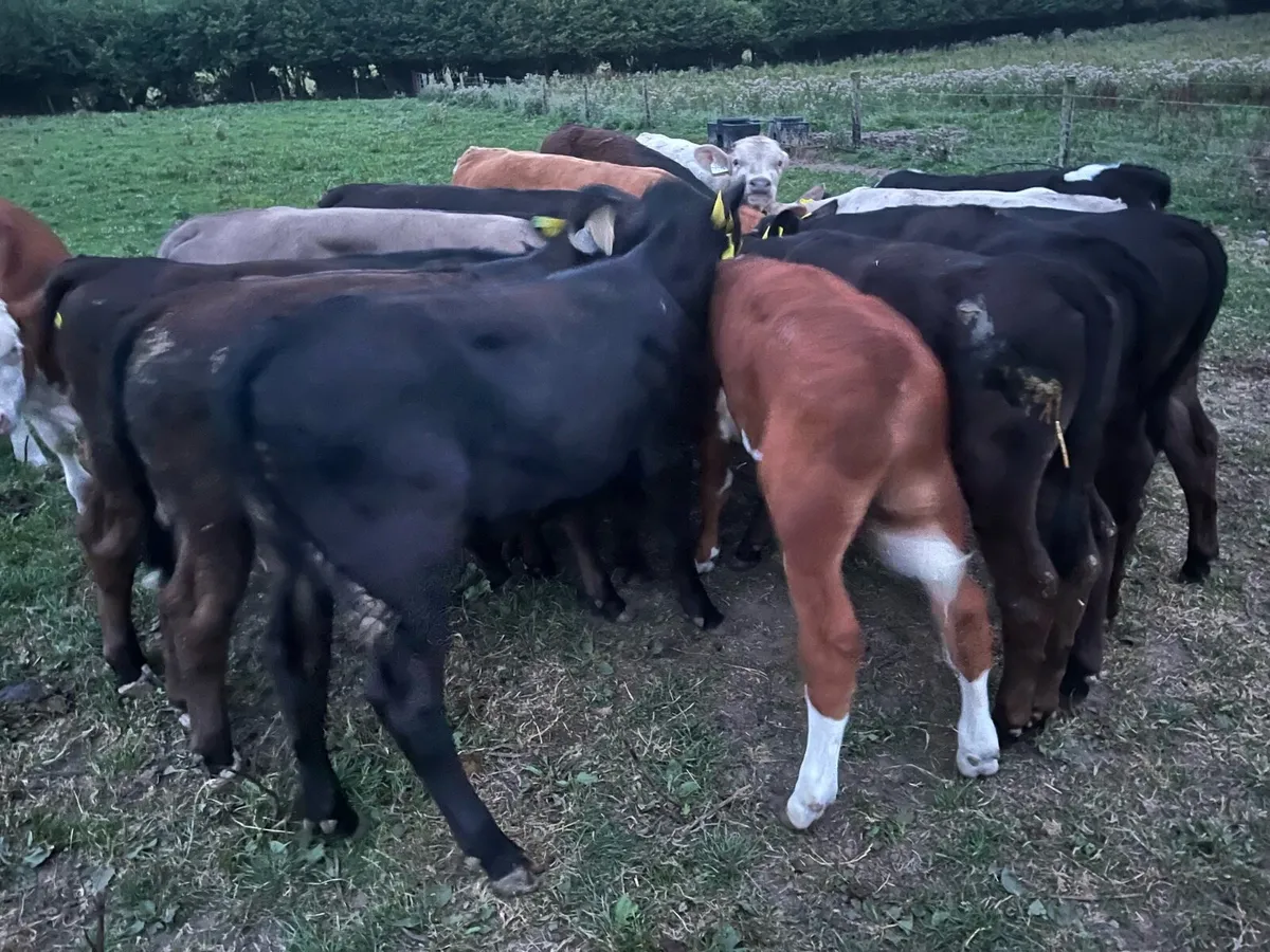 17 SUPER BUCKET FED WEANLINGS - Image 4