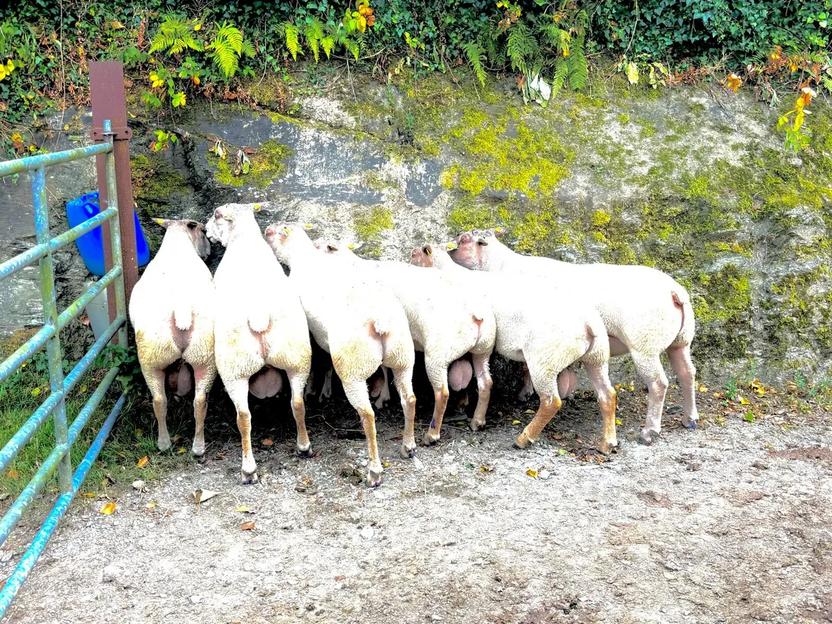 Pedigree Charolais Rams - Image 1