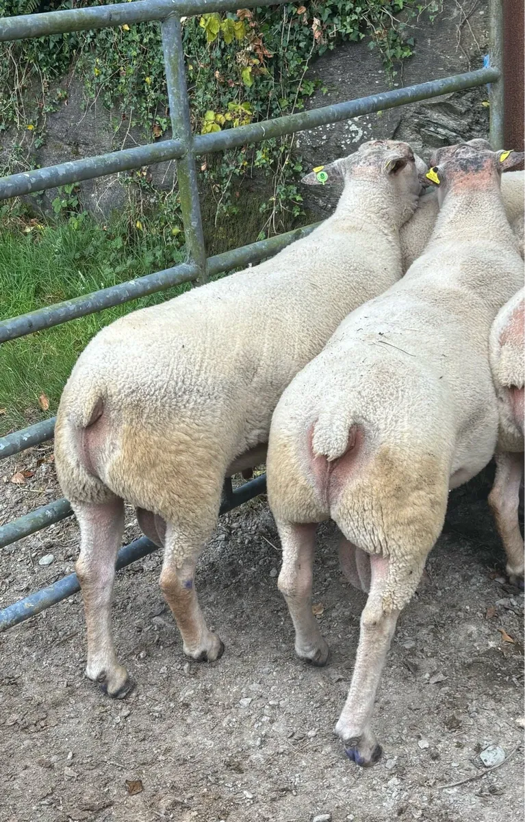 Pedigree Charolais Rams - Image 2