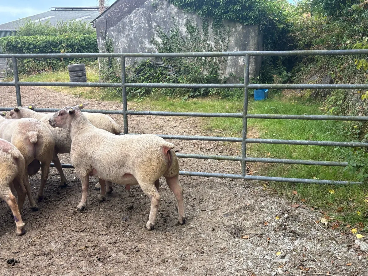 Pedigree Charolais Rams - Image 3