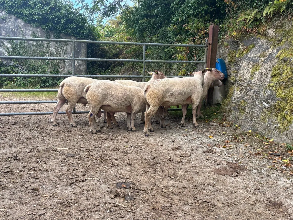 Pedigree Charolais Rams - Image 4