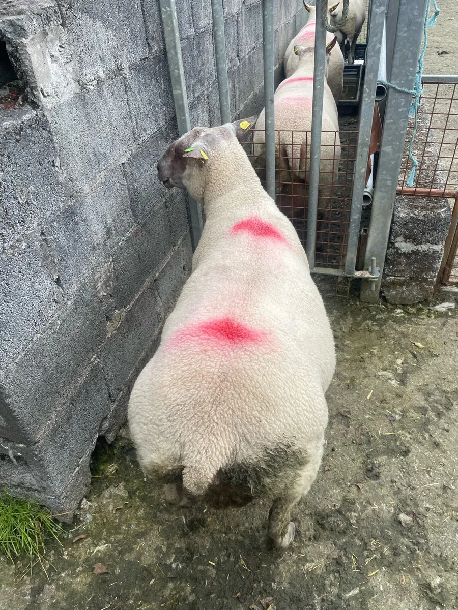 SIS approved 2yr old Rouge Ram - Image 2