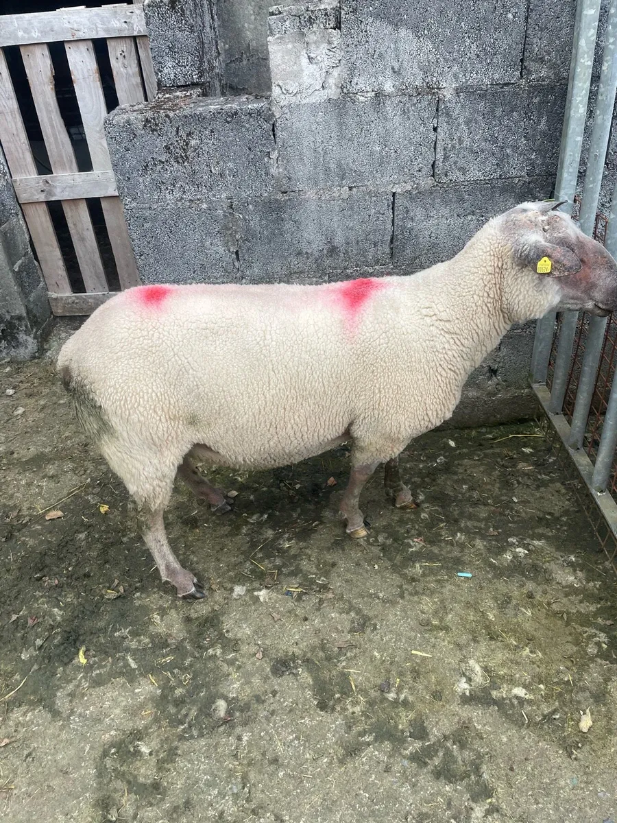 SIS approved 2yr old Rouge Ram - Image 3