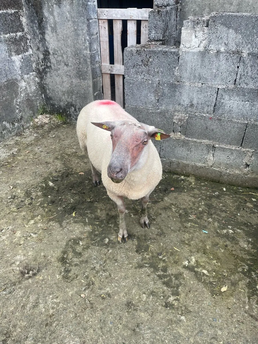 SIS approved 2yr old Rouge Ram - Image 1