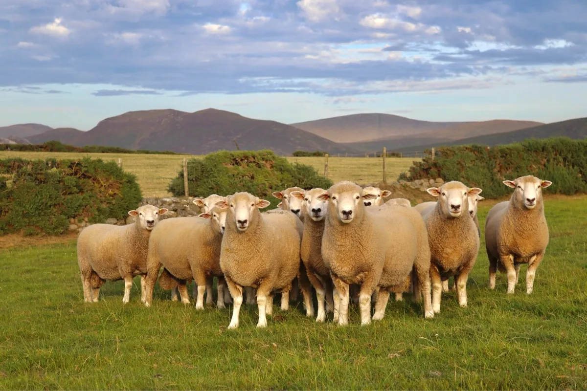 NZ Romney Shearling Rams - Image 1