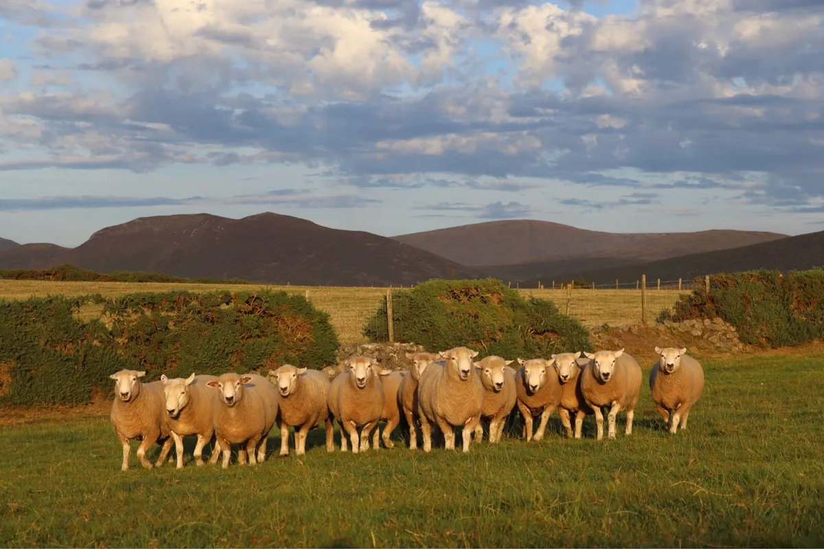 NZ Romney Shearling Rams - Image 2
