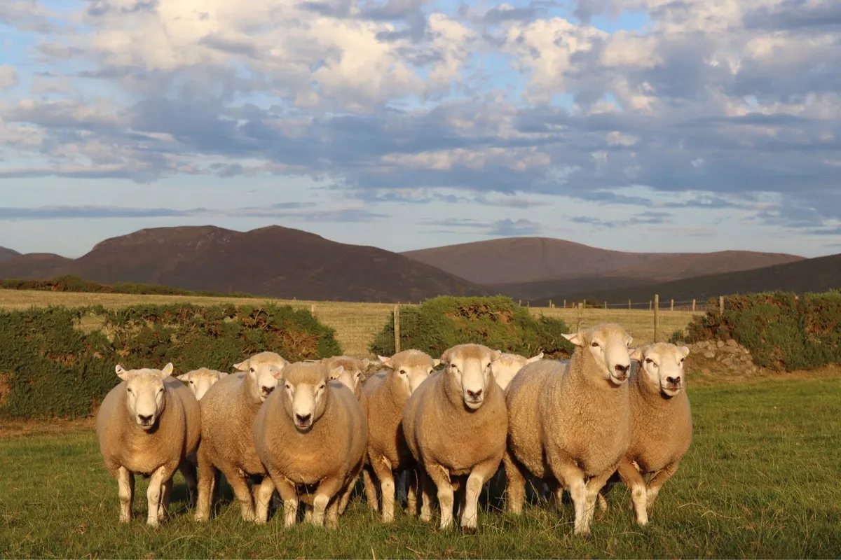 NZ Romney Shearling Rams - Image 3