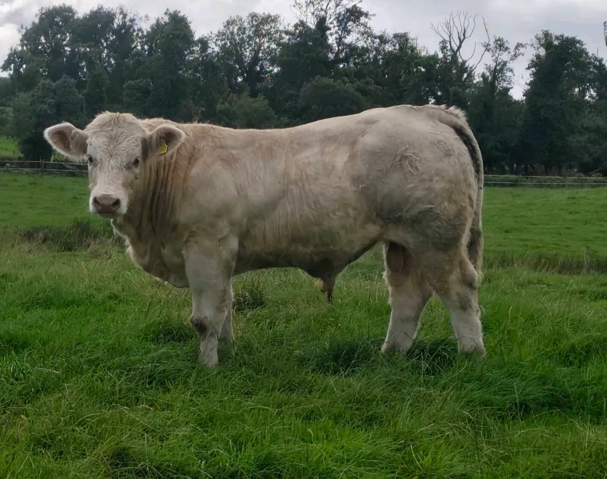 Pedigree Registered Charolais Bull - LOKI Ai - Image 4