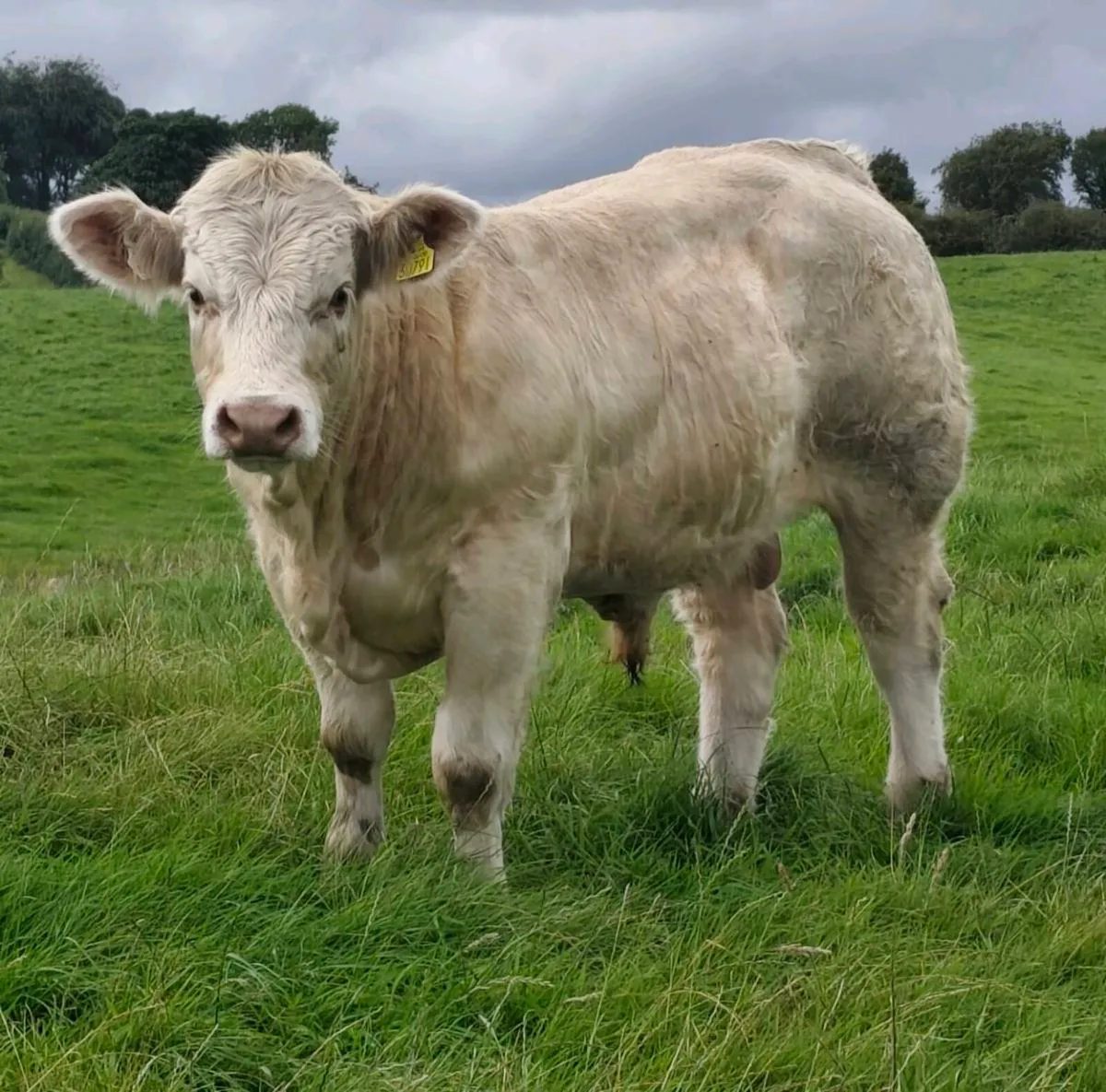Pedigree Registered Charolais Bull - LOKI Ai - Image 1