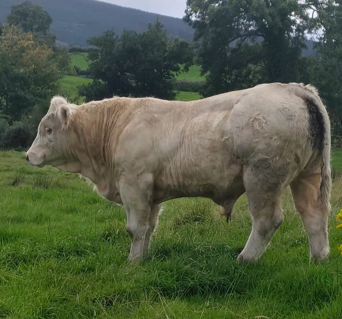 Pedigree Registered Charolais Bull - LOKI Ai - Image 2