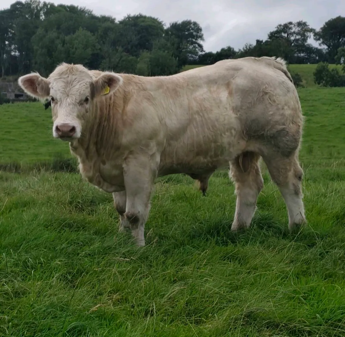 Pedigree Registered Charolais Bull - LOKI Ai - Image 3