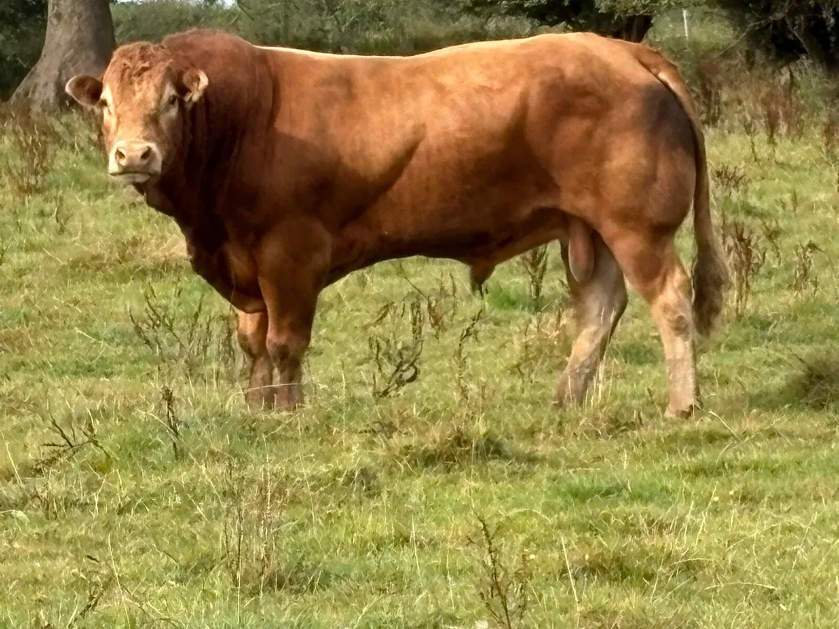 Super u grade purebred limousine stock bull - Image 2