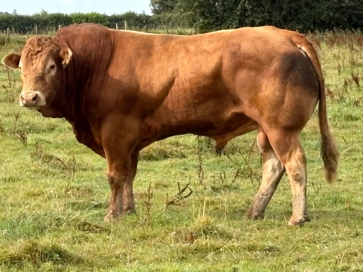 Super u grade purebred limousine stock bull - Image 3