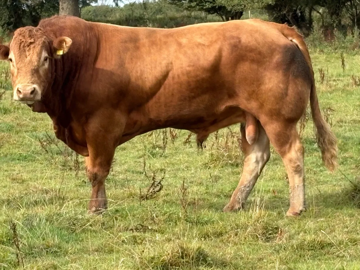Super u grade purebred limousine stock bull - Image 4