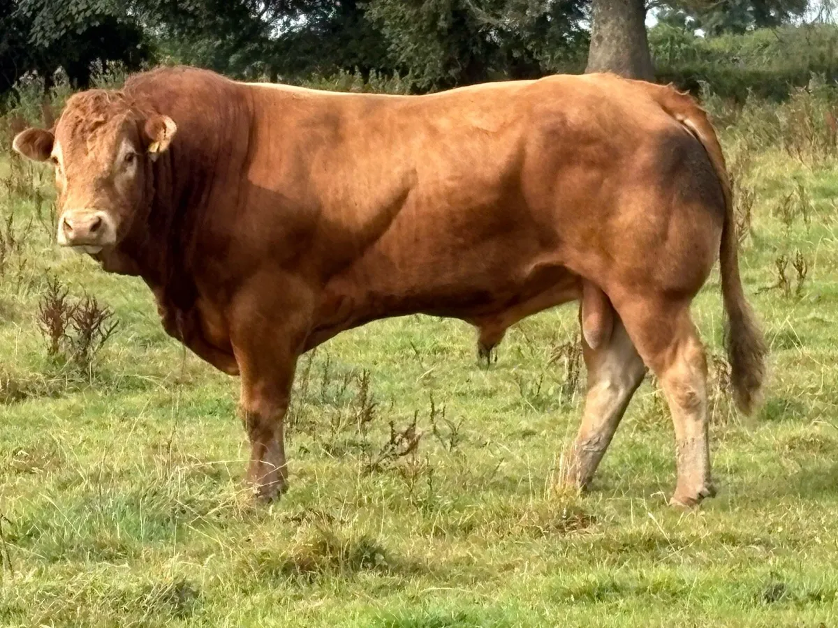 Super u grade purebred limousine stock bull - Image 1