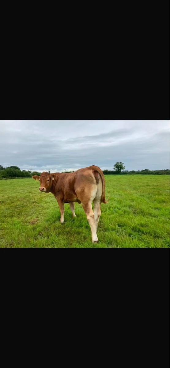 Top Quality Heifers For Sale - Image 2