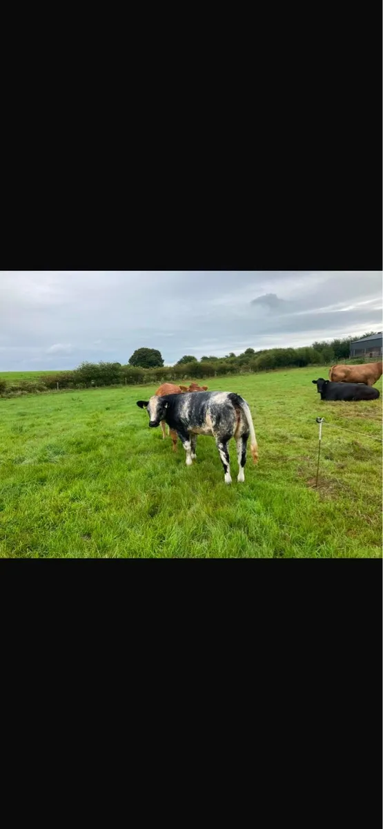 Top Quality Heifers For Sale - Image 3