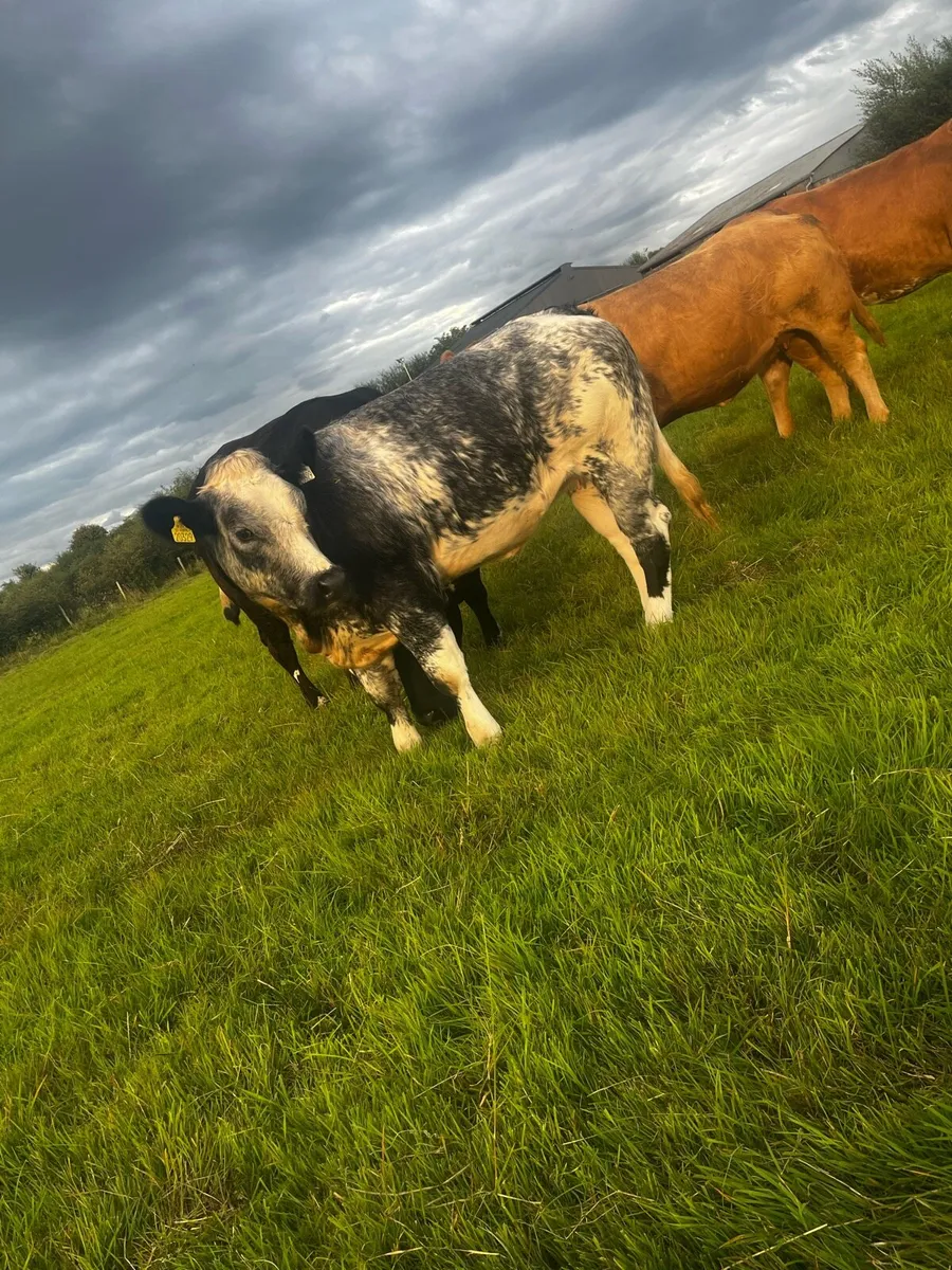 Top Quality Heifers For Sale - Image 4