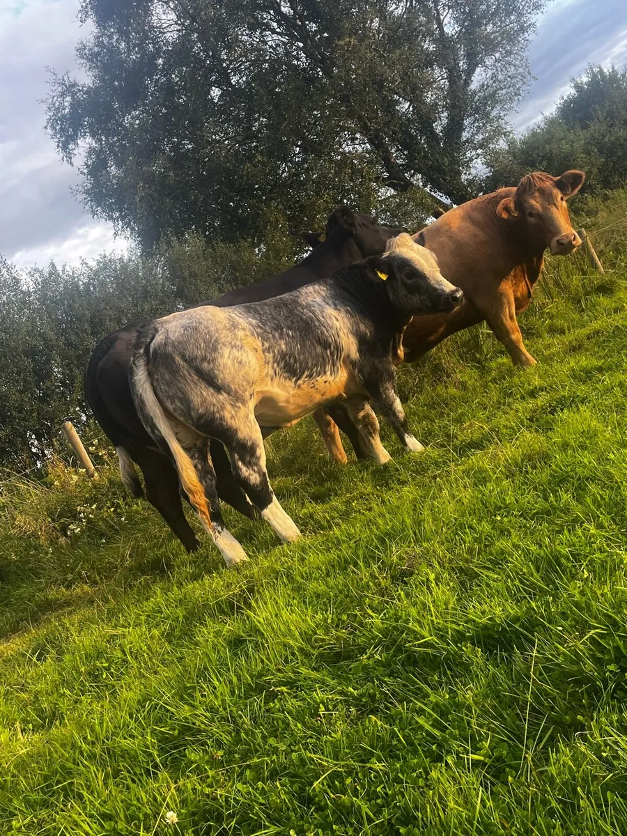 Top Quality Heifers For Sale - Image 1