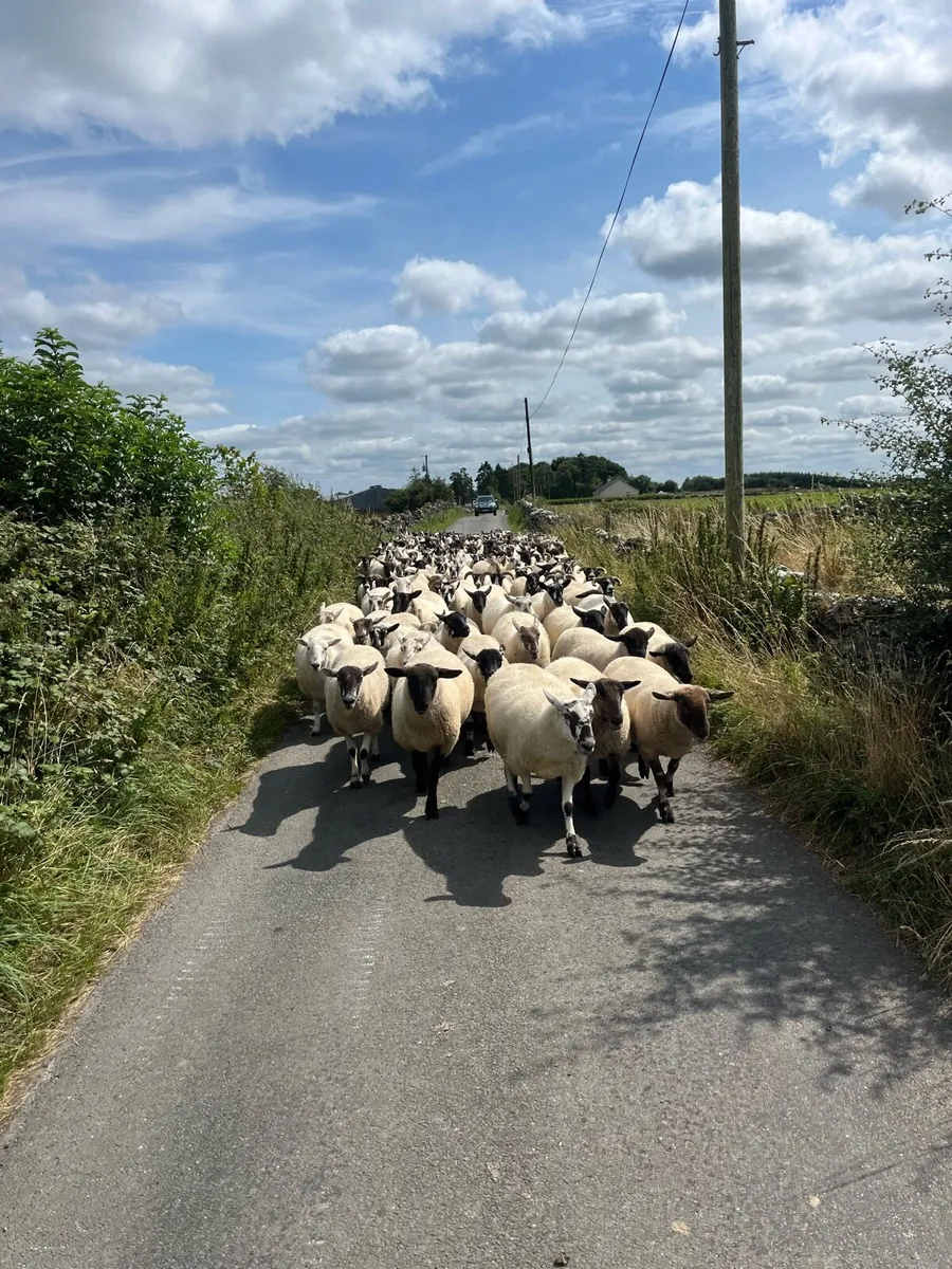 Ewe hoggets - Image 1