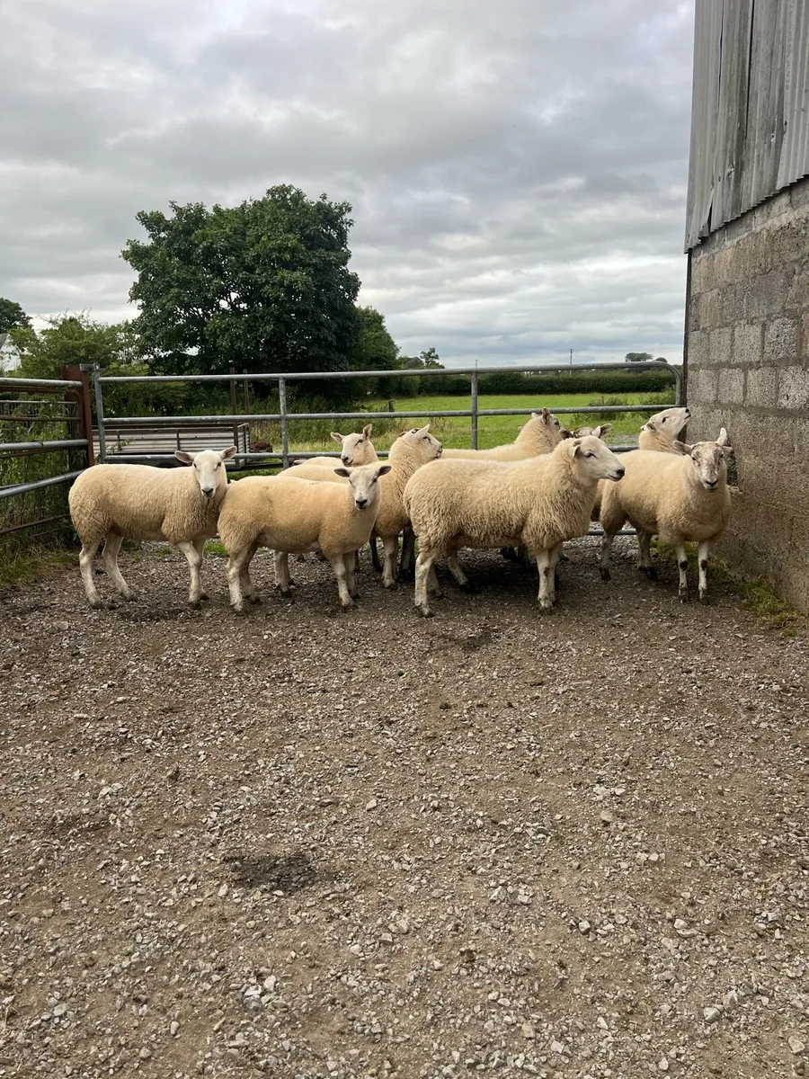 Ewe hoggets - Image 2