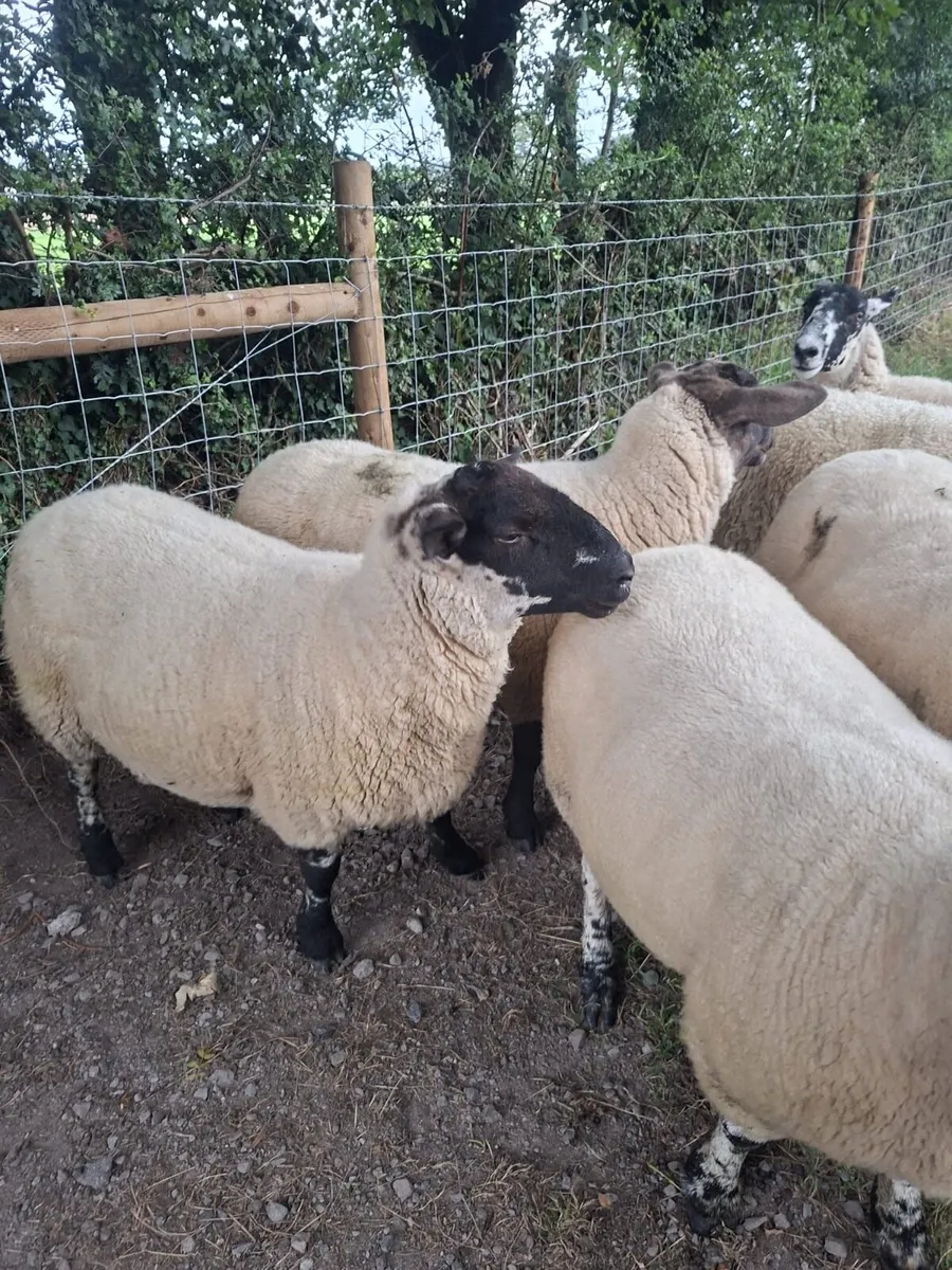 Ewe hoggets - Image 3