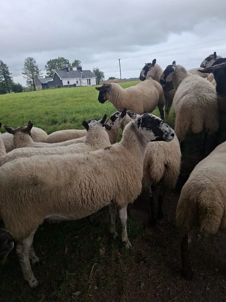 Ewe hoggets - Image 4