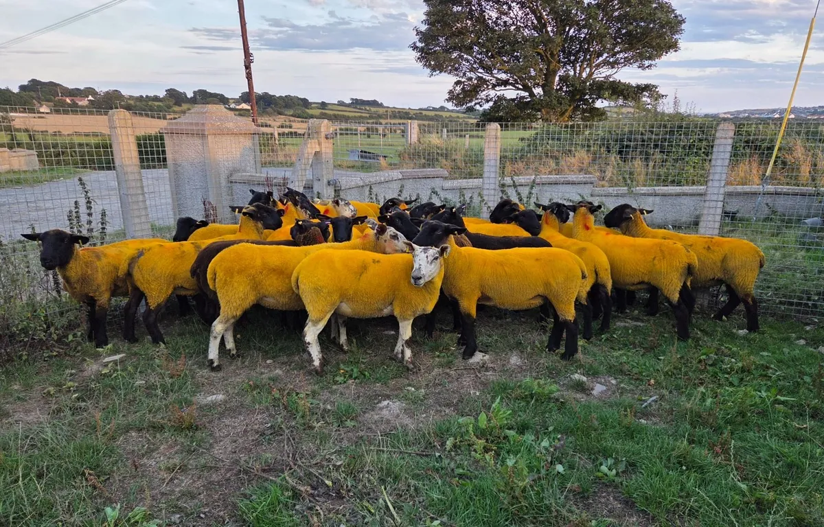 Breeding Sheep Sale Entries: Sat 15th Aug 10.30am - Image 1