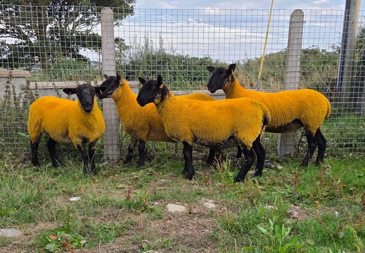 Breeding Sheep Sale Entries: Sat 15th Aug 10.30am - Image 2