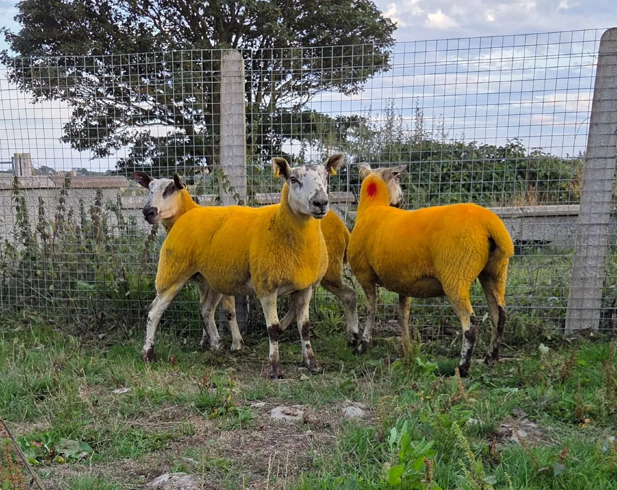 Breeding Sheep Sale Entries: Sat 15th Aug 10.30am - Image 3