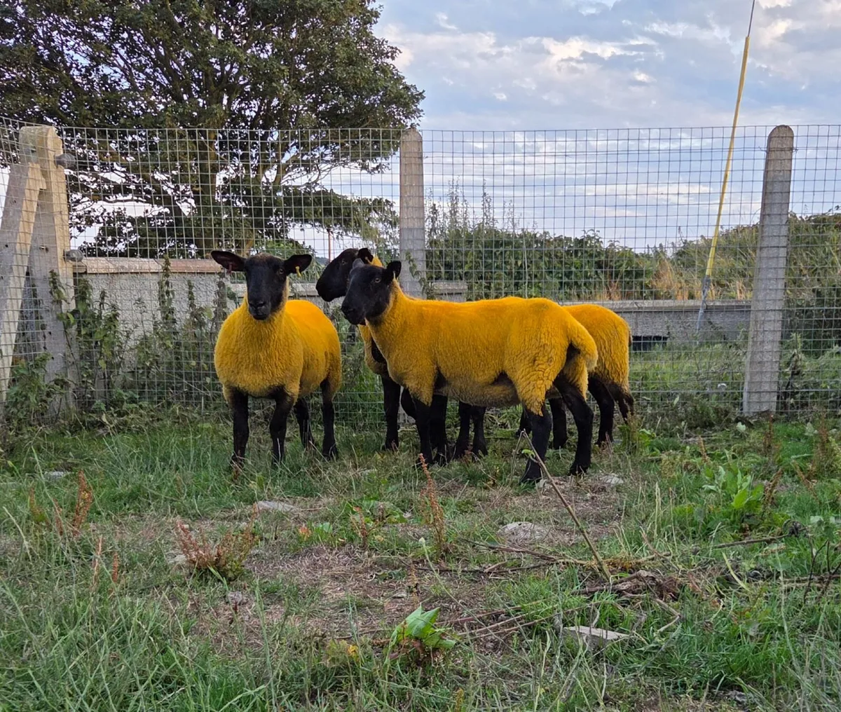 Breeding Sheep Sale Entries: Sat 15th Aug 10.30am - Image 4