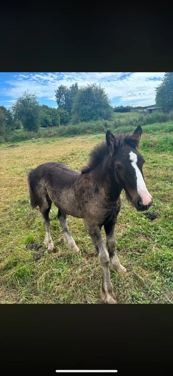 Filly foal to make 14’3/15 hh - Image 2