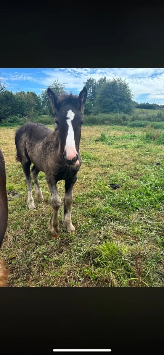 Filly foal to make 14’3/15 hh - Image 3