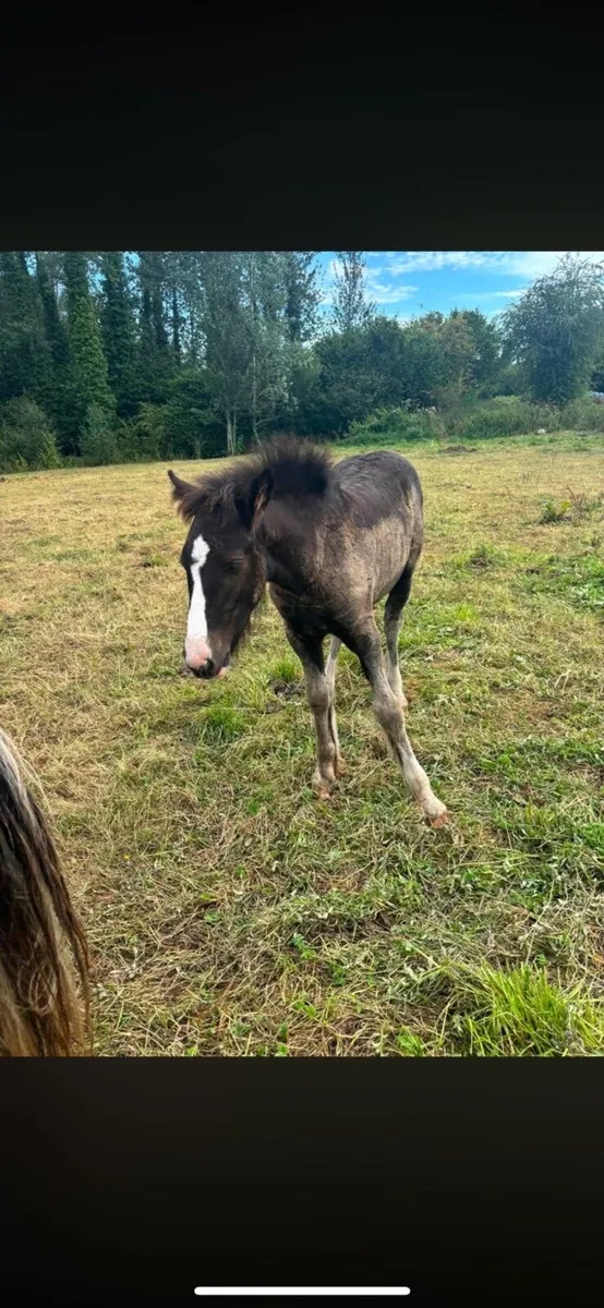 Filly foal to make 14’3/15 hh - Image 4